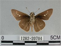 小稻弄蝶藏品圖，第2張