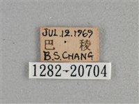 小稻弄蝶藏品圖，第3張