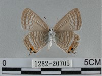 豆波灰蝶藏品圖，第2張