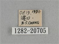 豆波灰蝶藏品圖，第3張