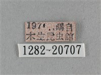 臺灣榿翠灰蝶藏品圖，第3張