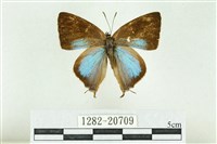 Accession Number:001282-20709 Collection Image, Figure 1, Total 3 Figures