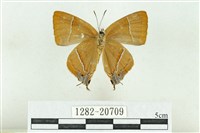 Accession Number:001282-20709 Collection Image, Figure 2, Total 3 Figures