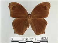 森林暮眼蝶、黑樹蔭蝶藏品圖，第1張