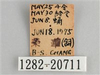 森林暮眼蝶、黑樹蔭蝶藏品圖，第3張