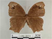 森林暮眼蝶、黑樹蔭蝶藏品圖，第1張