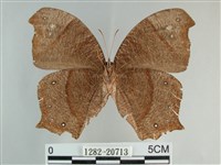 森林暮眼蝶、黑樹蔭蝶藏品圖，第2張