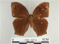 森林暮眼蝶、黑樹蔭蝶藏品圖，第1張
