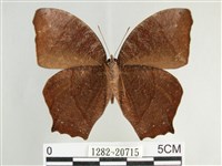 森林暮眼蝶、黑樹蔭蝶藏品圖，第2張