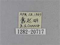 黃星弄蝶藏品圖，第3張