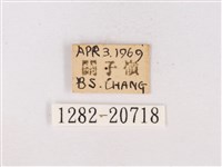 嫵琉灰蝶藏品圖，第3張