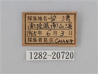紫帶眉眼蝶藏品圖，第3張
