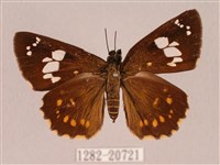 埔里星弄蝶藏品圖，第1張