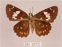 埔里星弄蝶藏品圖，第2張