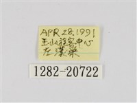 黃點弄蝶藏品圖，第3張