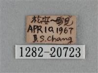 紫日灰蝶藏品圖，第3張