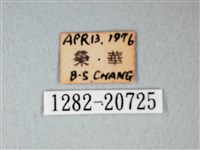 細邊琉灰蝶藏品圖，第3張