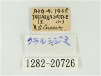 燕灰蝶藏品圖，第3張