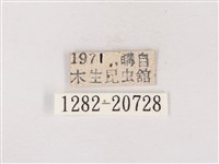 碧翠灰蝶藏品圖，第3張