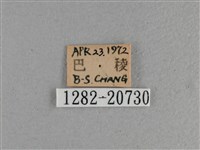 黃星弄蝶藏品圖，第3張