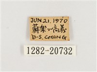 淺色眉眼蝶藏品圖，第3張