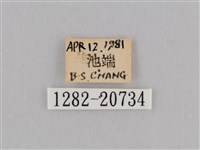 深山黛眼蝶藏品圖，第3張