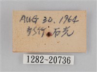 小波眼蝶藏品圖，第3張