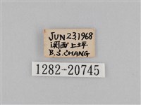 密紋波眼蝶藏品圖，第3張