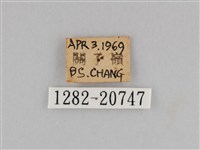 切翅眉眼蝶藏品圖，第3張