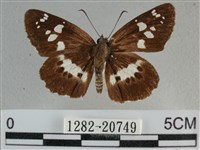 玉帶弄蝶藏品圖，第1張