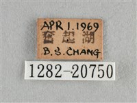 紫日灰蝶藏品圖，第3張