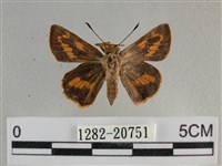 竹橙斑弄蝶藏品圖，第1張