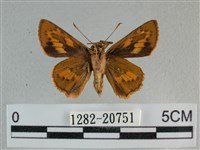 竹橙斑弄蝶藏品圖，第2張