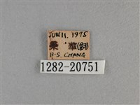 竹橙斑弄蝶藏品圖，第3張