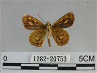 黃星弄蝶藏品圖，第2張