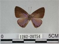 雅波灰蝶藏品圖，第1張