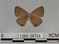 雅波灰蝶藏品圖，第2張