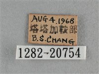 雅波灰蝶藏品圖，第3張