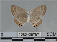 豆波灰蝶藏品圖，第2張