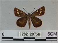 黃星弄蝶藏品圖，第1張