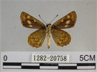 黃星弄蝶藏品圖，第2張