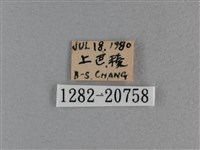 黃星弄蝶藏品圖，第3張