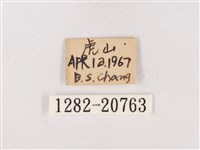 嫵琉灰蝶藏品圖，第3張