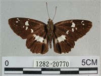 玉帶弄蝶藏品圖，第1張