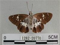 玉帶弄蝶藏品圖，第2張