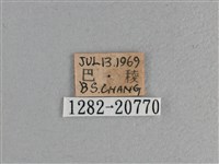 玉帶弄蝶藏品圖，第3張