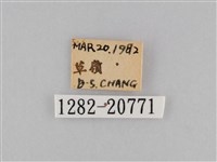 褐翅蔭眼蝶藏品圖，第3張