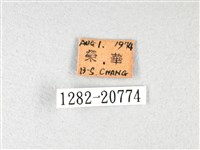 長翅弄蝶藏品圖，第3張