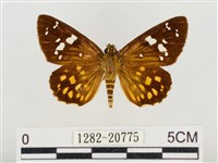 臺灣流星弄蝶藏品圖，第1張