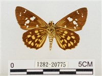 臺灣流星弄蝶藏品圖，第2張